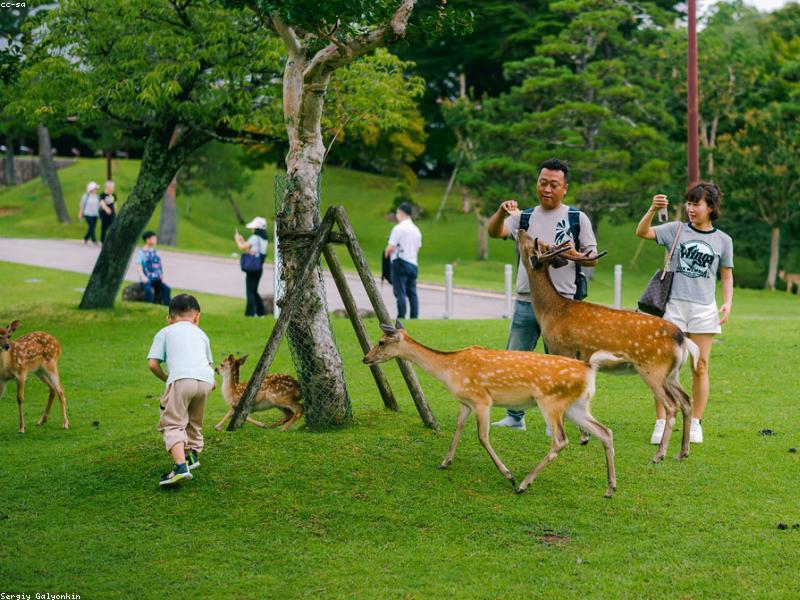 Supermarket Halal Online & Offline di Jepang 2026