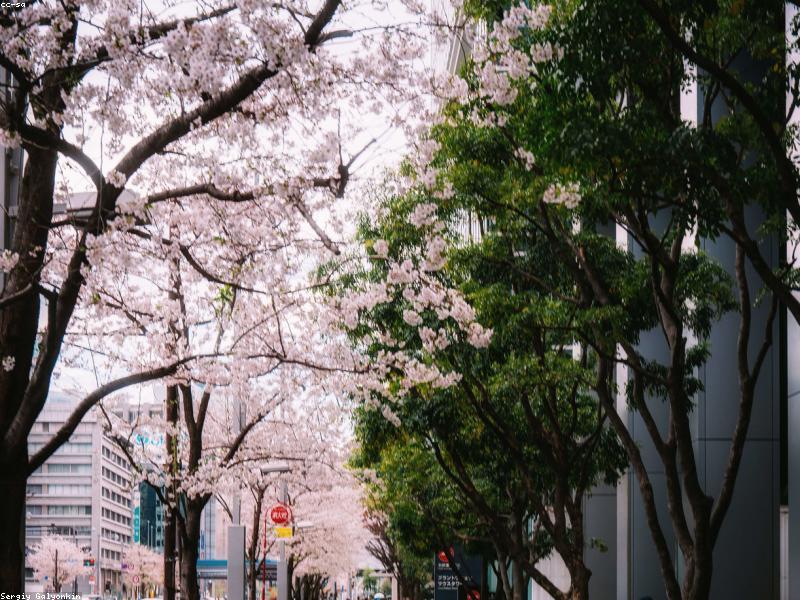 Panduan Onsen & Sento untuk Wisatawan Muslim di Jepang 2026 - Image 13