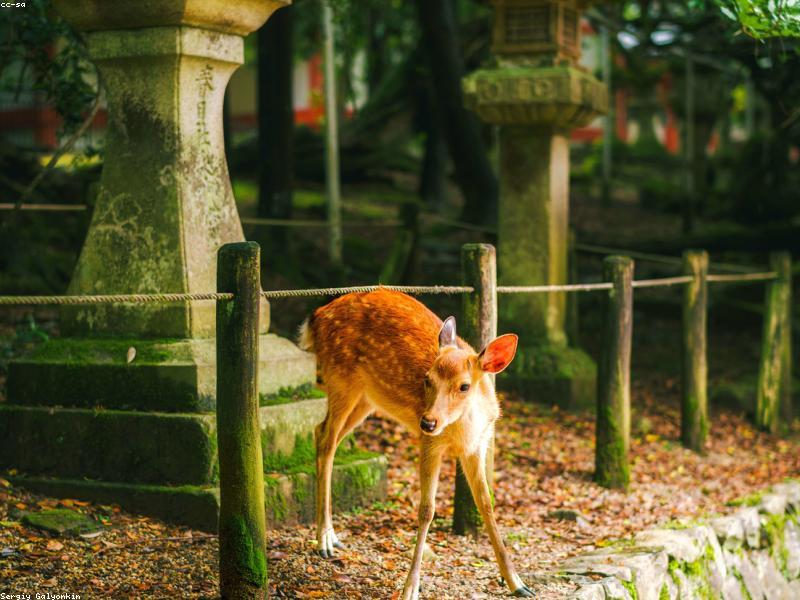 Budaya Onsen Jepang: Panduan Wisatawan Muslim