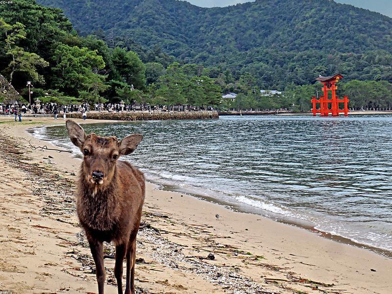 Aplikasi Wajib Travel Jepang 2026: Navigasi Offline, Translate &