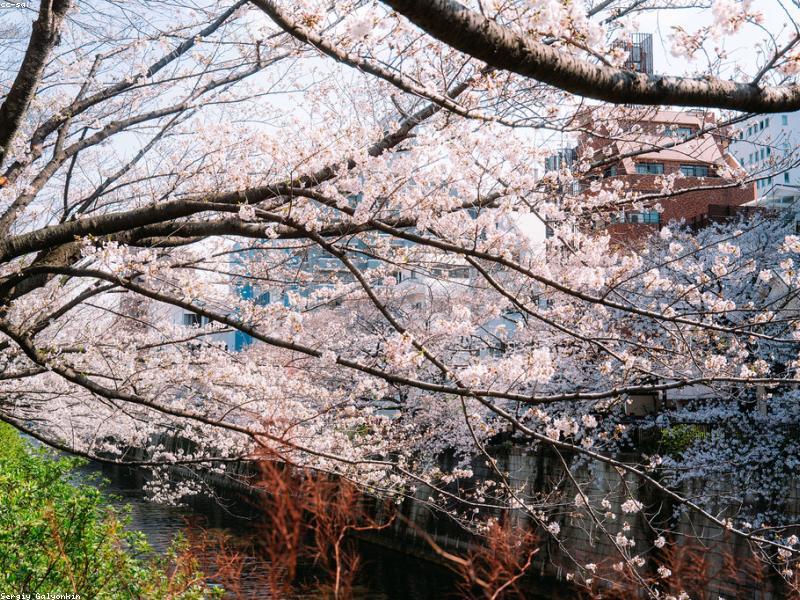 Wisata Pertanian di Jepang: Pengalaman Autentik - Image 4